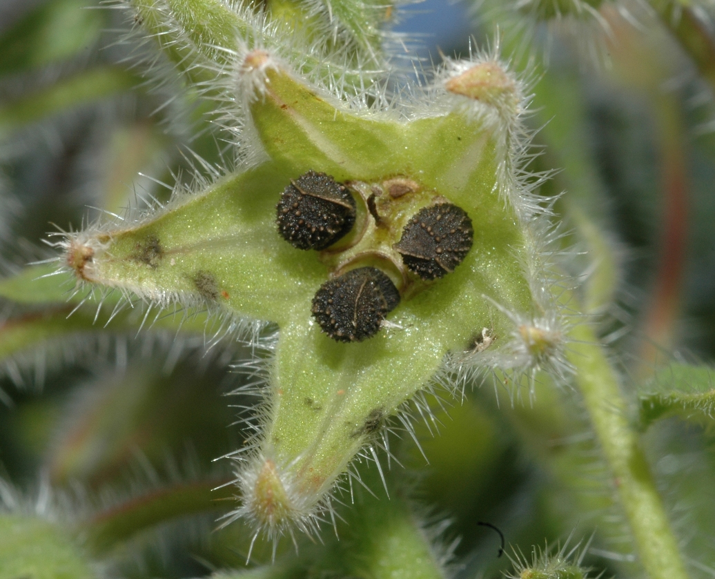 گاو زبان اروپایی